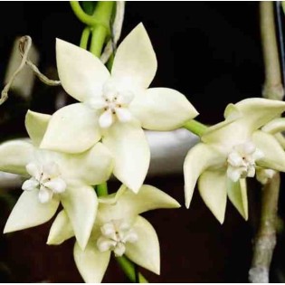 Hoya imperialis white (Fleur de porcelaine, fleur de cire)