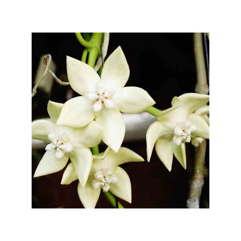 Hoya Imperialis blanche (Fleur de porcelaine, fleur de cire)