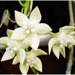 Hoya Imperialis blanche (Fleur de porcelaine, fleur de cire)