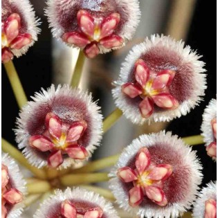 Hoya isabelchanae (Fleur de porcelaine, fleur de cire)