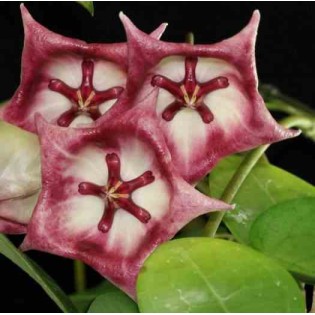 hoya kaimuki grosse fleur (Fleur de porcelaine, fleur de cire)