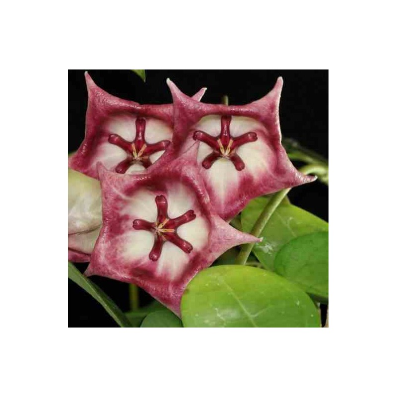 hoya kaimuki grosse fleur (Fleur de porcelaine, fleur de cire)
