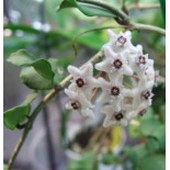 Hoya kanyakumariana (Fleur de porcelaine, fleur de cire)