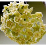 Hoya kenejiana (Fleur de porcelaine, fleur de cire)