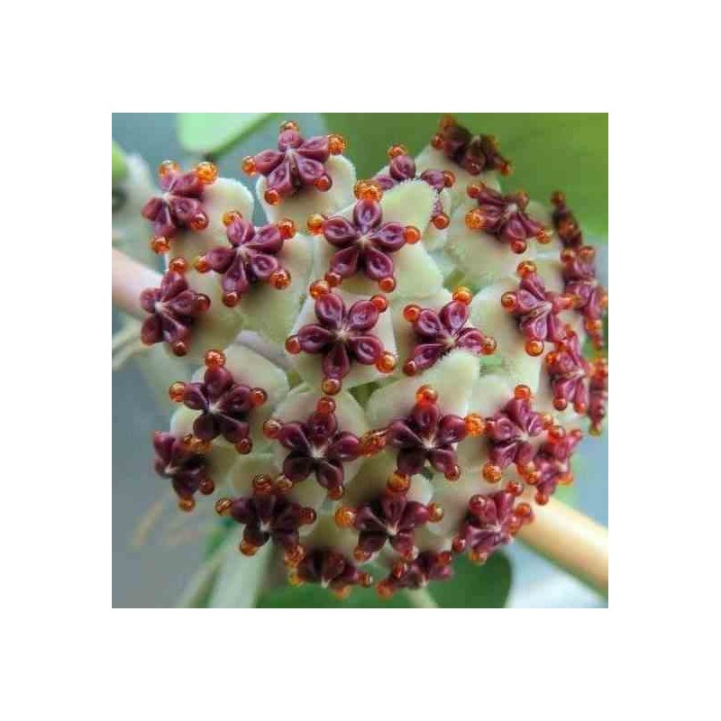 Hoya kerrii feuille en forme de coeur (Fleur de porcelaine, fleur de cire)