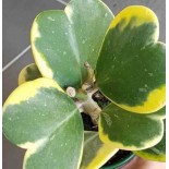 Hoya kerrii albomarginata feuille en forme de coeur (Fleur de porcelaine, fleur de cire)