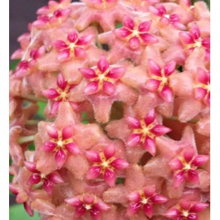 Hoya Kicki (Fleur de porcelaine, fleur de cire)