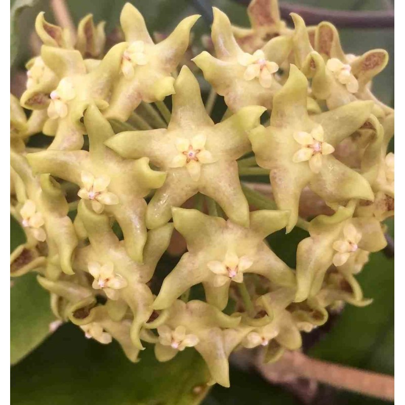 Hoya lambii (Fleur de porcelaine, fleur de cire)