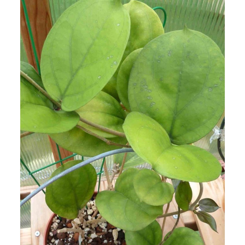 Hoya lambii (Fleur de porcelaine, fleur de cire)