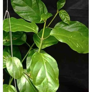 Hoya lasiantha (Fleur de porcelaine, fleur de cire)