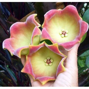Hoya lauterbachii : fleur géante (Fleur de porcelaine, fleur de cire)