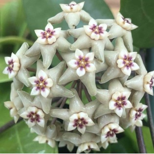 Hoya limoniaca (Fleur de porcelaine, fleur de cire)