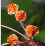 Hoya loheri (Fleur de porcelaine, fleur de cire)