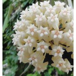 Hoya loyceandrewsiana (Fleur de porcelaine, fleur de cire)