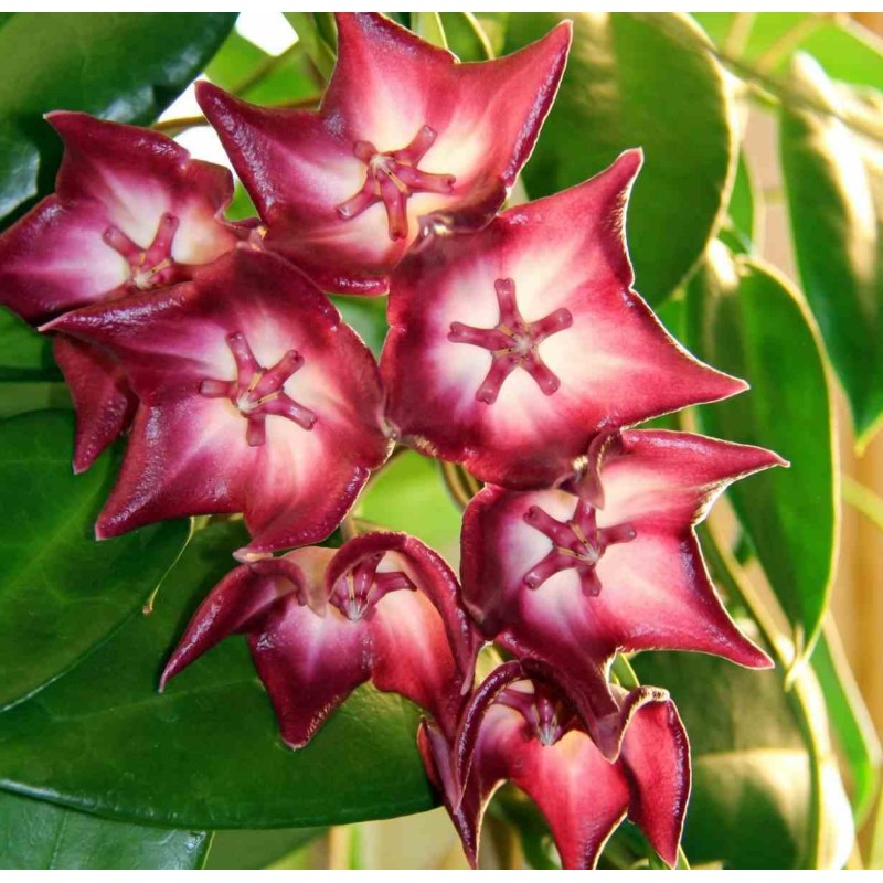 Hoya macgillivrayi (Fleur de porcelaine, fleur de cire)