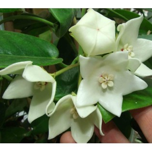 Hoya magnifica (Fleur de porcelaine, fleur de cire)
