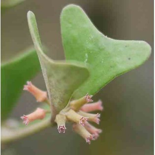 Hoya manipurensis (Fleur de porcelaine, fleur de cire)