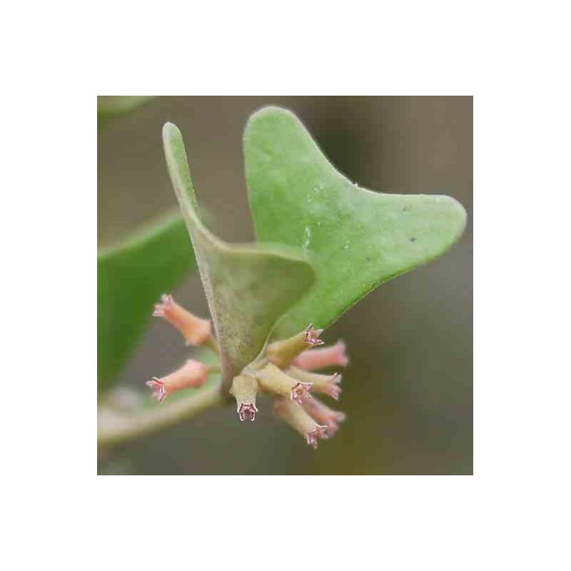 Hoya manipurensis (Fleur de porcelaine, fleur de cire)