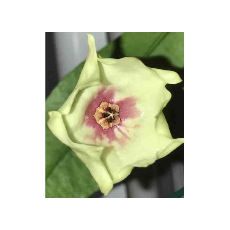 Hoya mappigera rose (Fleur de porcelaine, fleur de cire)