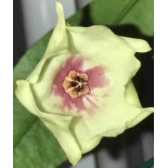 Hoya mappigera pink (Fleur de porcelaine, fleur de cire)