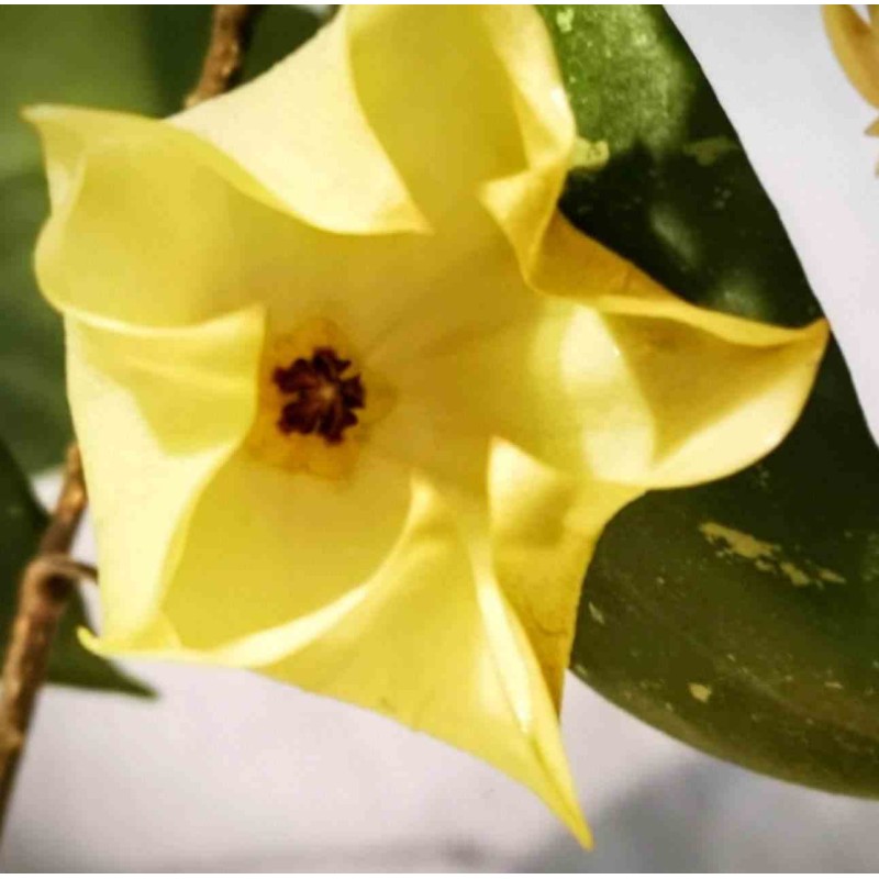 Hoya mappigera jaune (Fleur de porcelaine, fleur de cire)
