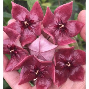 Hoya mégalastre (Fleur de porcelaine, fleur de cire)