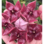 Hoya megalaster (Fleur de porcelaine, fleur de cire)