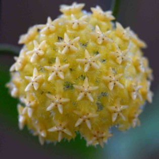 Hoya mindorensis (jaune clair) (Fleur de porcelaine, fleur de cire)