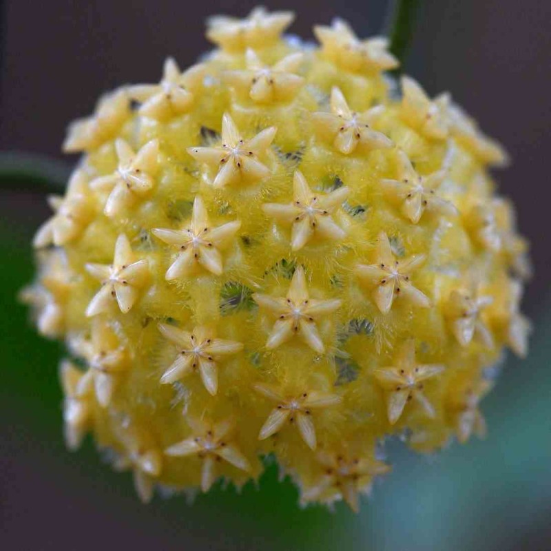 Hoya mindorensis (jaune clair) (Fleur de porcelaine, fleur de cire)