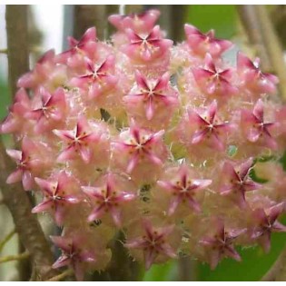 Hoya mindorensis (fleur rose) (Fleur de porcelaine, fleur de cire)