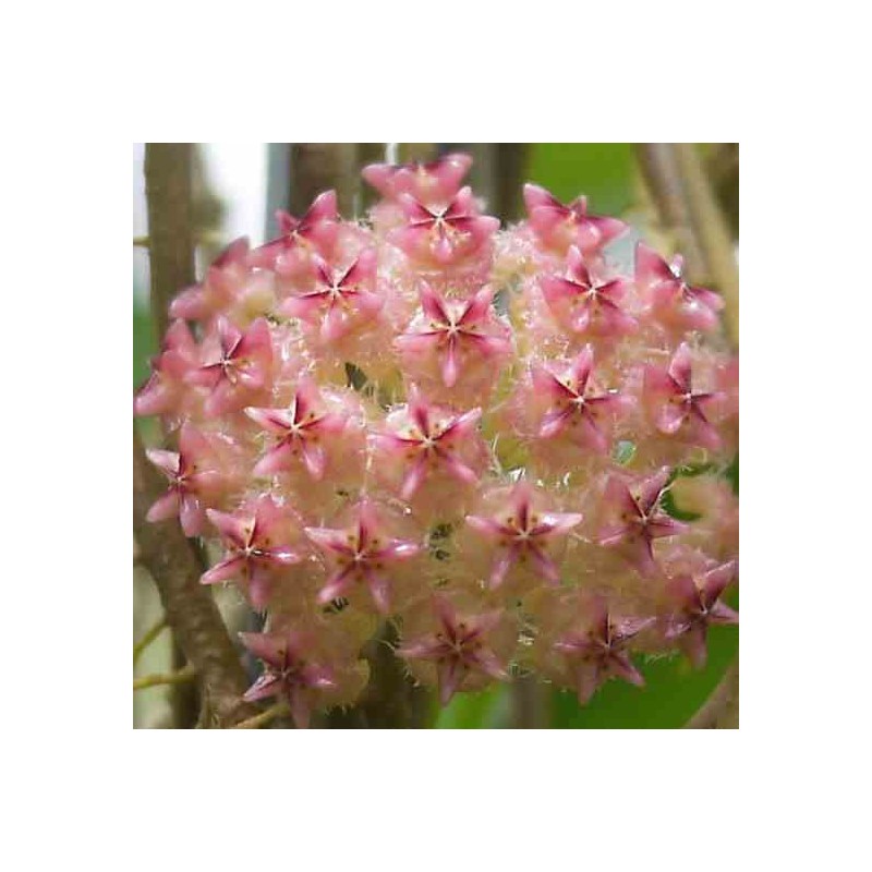 Hoya mindorensis (fleur rose) (Fleur de porcelaine, fleur de cire)