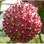 Hoya mindorensis (fleur rouge) (Fleur de porcelaine, fleur de cire)