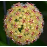 Hoya mindorensis (fleur jaune) (Fleur de porcelaine, fleur de cire)