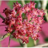 Hoya Nathalie (Fleur de porcelaine, fleur de cire)