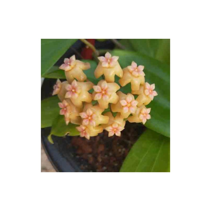 Hoya neo-ebutica (Fleur de porcelaine, fleur de cire)