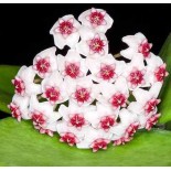 Hoya obovata (Fleur de porcelaine, fleur de cire)
