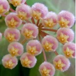 Hoya obscura (Fleur de porcelaine, fleur de cire)