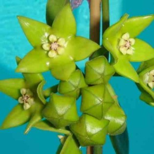 Hoya obtusifolioides (Fleur de porcelaine, fleur de cire)