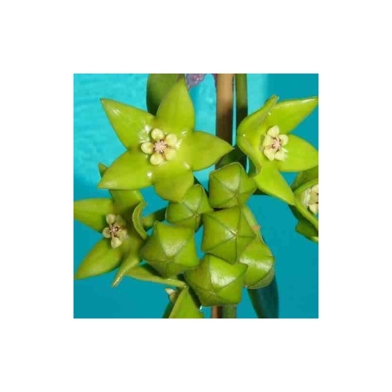Hoya obtusifolioides (Fleur de porcelaine, fleur de cire)