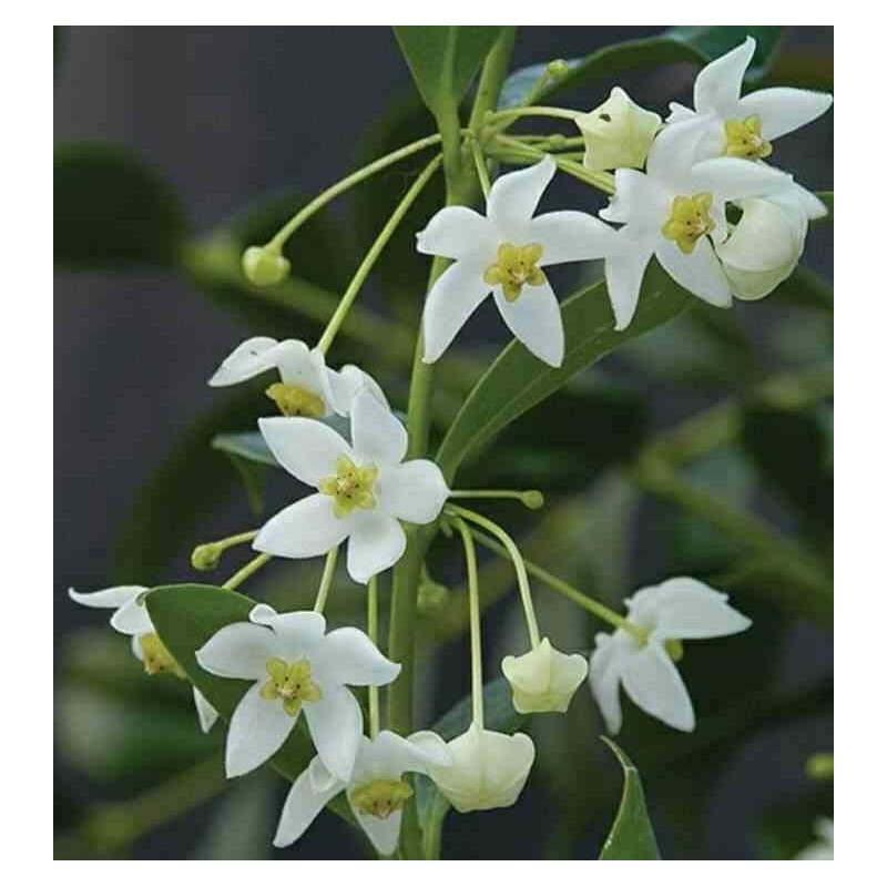Hoya odorata (Fleur de porcelaine, fleur de cire)