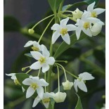 Hoya odorata (Fleur de porcelaine, fleur de cire)