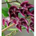 Hoya onychoides (Fleur de porcelaine, fleur de cire)