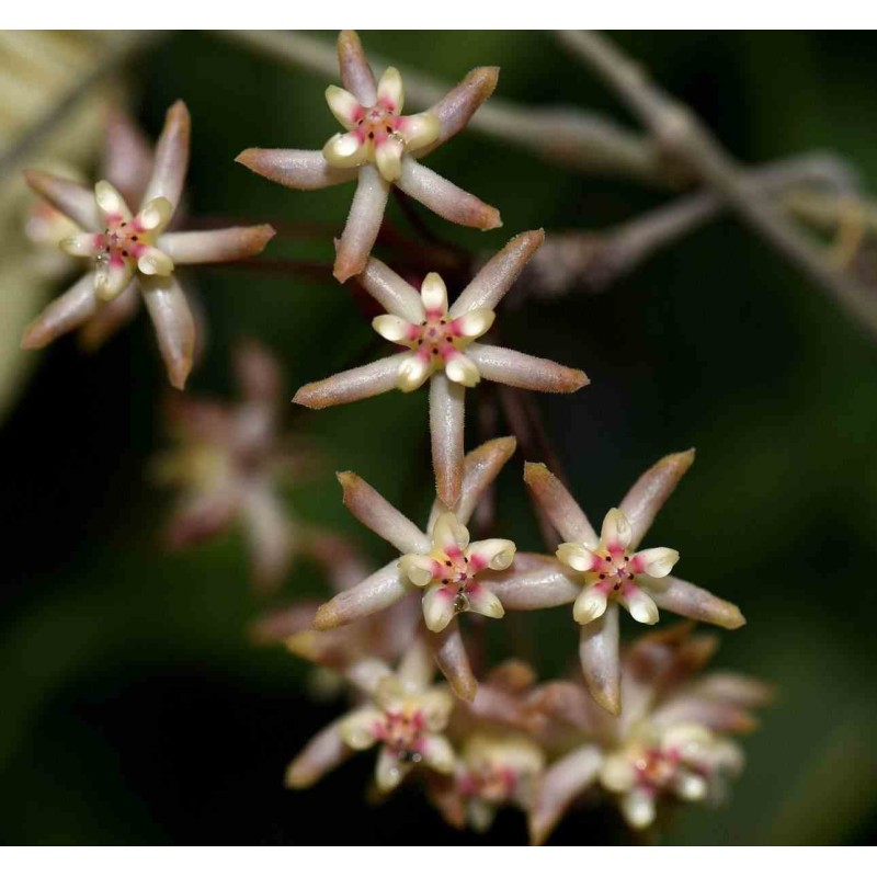 Hoya padangensis (Fleur de porcelaine, fleur de cire)
