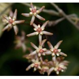 Hoya padangensis (Fleur de porcelaine, fleur de cire)