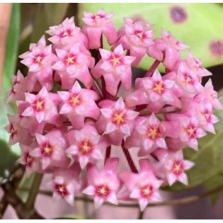 Hoya parasitica (Fleur de porcelaine, fleur de cire)