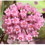 Hoya parasitica (Fleur de porcelaine, fleur de cire)