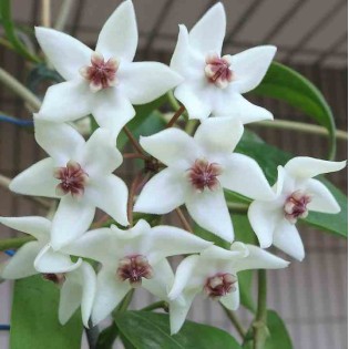 Hoya paziae (Fleur de porcelaine, fleur de cire)