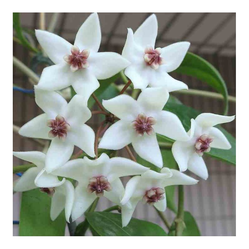 Hoya paziae (Fleur de porcelaine, fleur de cire)