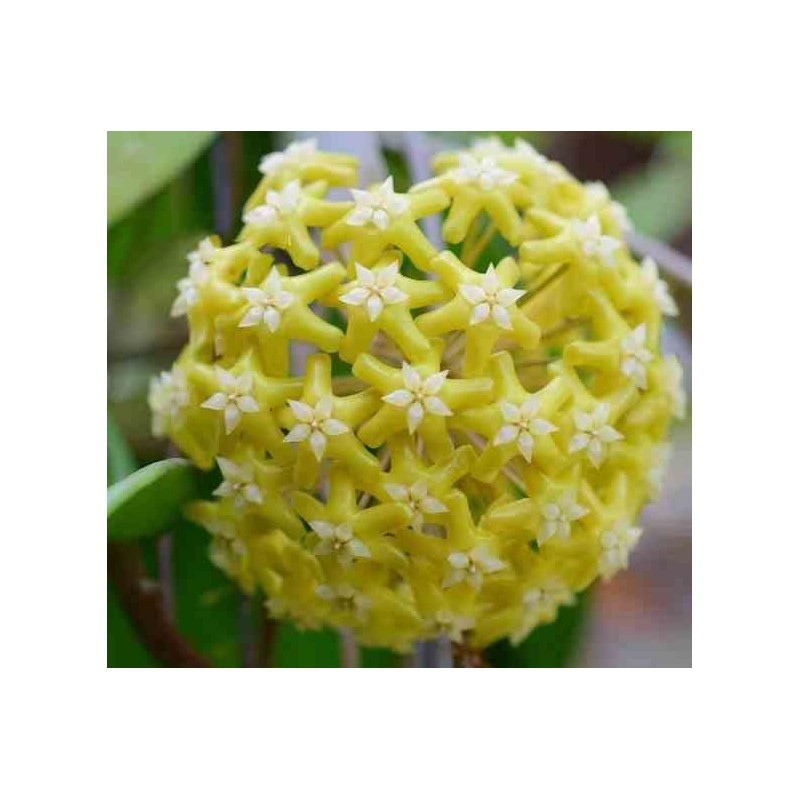 Hoya pentaphlebia (Fleur de porcelaine, fleur de cire)