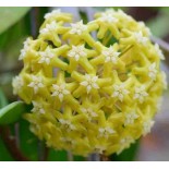 Hoya pentaphlebia (Fleur de porcelaine, fleur de cire)
